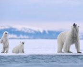 Extreme wildlife